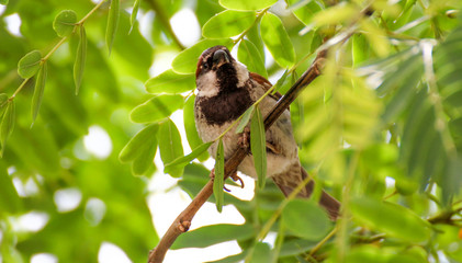 Sitting Bird Hunting Observation Reproduction Waiting © pupx