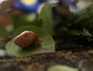 Macro photography of a snail on a sheet