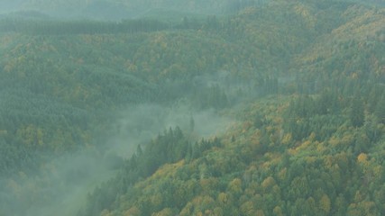 Aerial view of forests in Summer