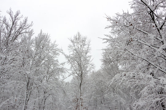 Fototapeta Concept winter beauty. Hardwood. With bare trees covered with snow.