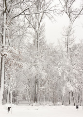 Concept winter beauty. Hardwood. With bare trees covered with snow.