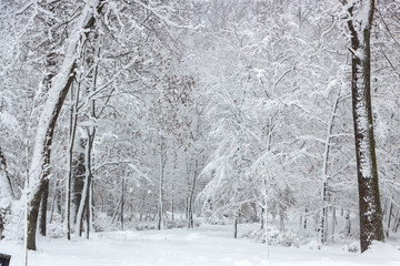 Concept winter beauty. Hardwood. With bare trees covered with snow.