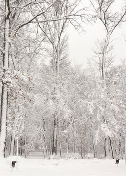 Fototapeta Concept winter beauty. Hardwood. With bare trees covered with snow.