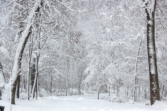Fototapeta Concept winter beauty. Hardwood. With bare trees covered with snow.