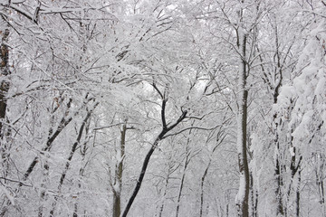 Concept winter beauty. Hardwood. With bare trees covered with snow.