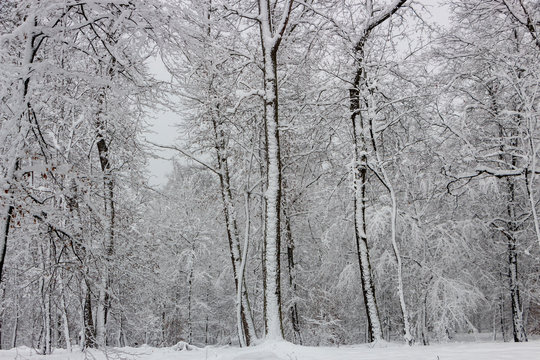 Fototapeta Concept winter beauty. Hardwood. With bare trees covered with snow.