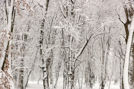 Fototapeta Concept winter beauty. Hardwood. With bare trees covered with snow.