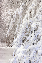 Concept winter beauty. Hardwood. With bare trees covered with snow.