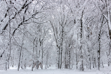 Concept winter beauty. Hardwood. With bare trees covered with snow.