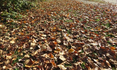 autumn leaves on the ground