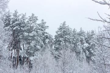 Snowy coniferous forest. Concept of winter beauty and freshness