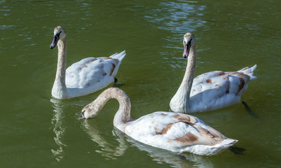 Three immature swans foraging in Lake Austin