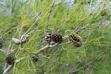 Several brown pine-cones among the green needles on a tree branch 