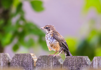 Fledging American Robin perched on Wooden Fence.