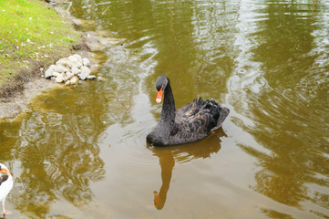 One beautiful black Swan floating on the lake in Karelia © julietta24