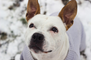 Obraz premium Dog winter joy portrait 