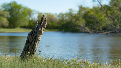 Old Stump at Pond 