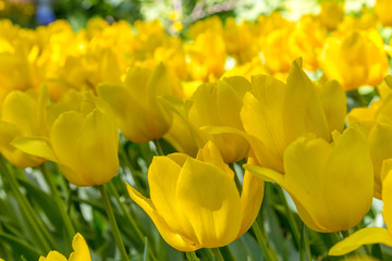 Obraz premium Close up of yellow tulips in a garden