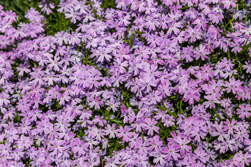 Obraz premium Full frame background of small pink flowers in a garden