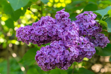 Blooming lilac in a garden