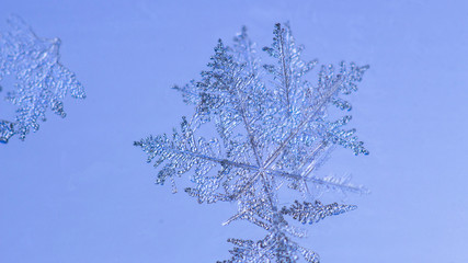 Beautiful snow flake on a light blue background close up