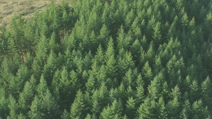 Aerial view of forests in Summer