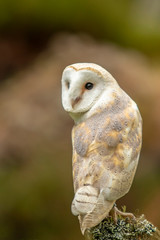 Barn Owl