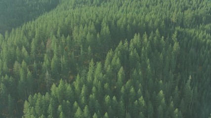 Aerial view of forests in Summer