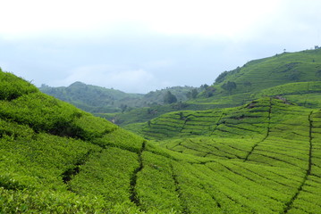 Fototapeta na wymiar Tea plantations near Bandung, Indonesia