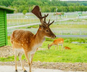 Naklejka na ściany i meble Sika or spotted deers herd in the jungle in Karelia zoo