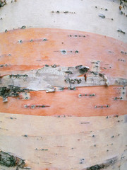 Closeup of peeling bark on Paper Birch, Betula papyrifera, tree trunk, Canada.