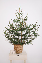 Green Pine, Christmas tree and wooden calendar.  A green fir tree on a white background