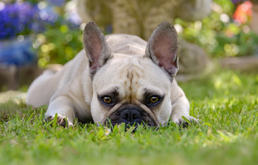 French Bulldog fawn colored female resting on the lawn