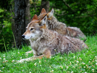 Obraz premium Couple of coyote relaxing on the grass under the trees