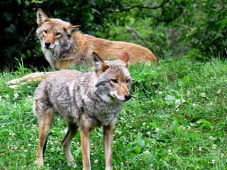 Obraz premium Couple of coyote near the woods