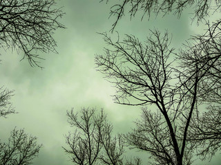 Fototapeta premium Dry trees silhouettes 
