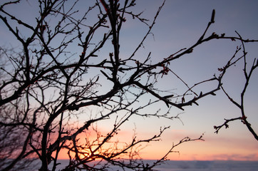 Fototapeta premium Spring sunset light across the trees branches, pink and blue sky colors before dusk, evening time, winter landscape, Russian north, beautiful wild nature view scenery