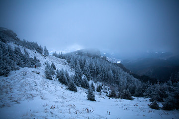 Fototapeta premium Snowy fir trees