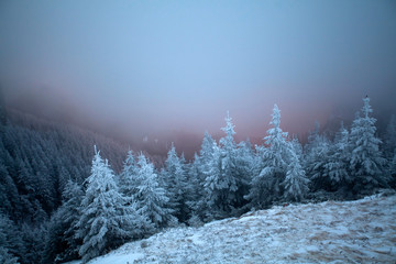 Fototapeta na wymiar Snowy fir trees