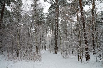 Winter forest in the snow. Trees and bushes in the snow. Snow on the branches of trees. Frosty, winter forest.