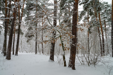 Fototapeta premium Winter forest in the snow. Trees and bushes in the snow. Snow on the branches of trees. Frosty, winter forest.