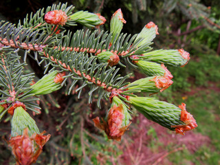 Close-up of a pine tree out growing