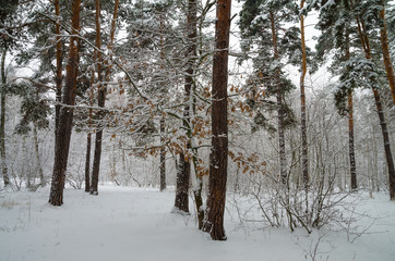 Winter forest in the snow. Trees and bushes in the snow. Snow on the branches of trees. Frosty, winter forest.