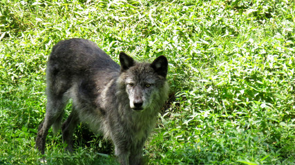 A grey wolf standing in the grass on the look out