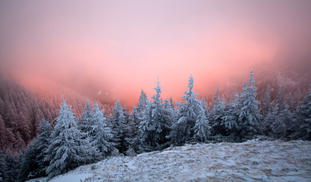 Snowy fir trees