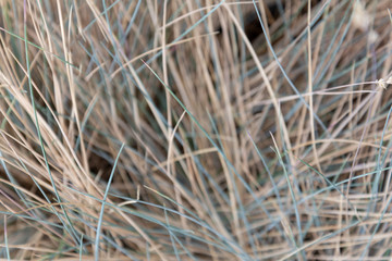 Background of dry grass with splashes of olive grass.