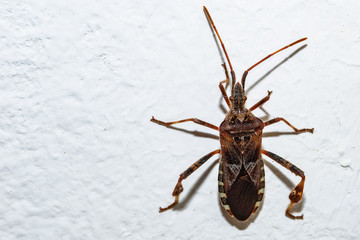 Stink bug On A Wall