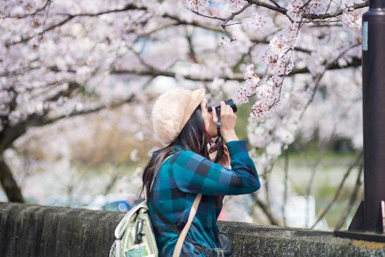 An asian woman traveler was sightseeing Cherry Blossom(Sakura) - Spring in Japan