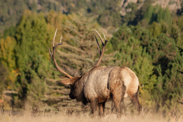 Naklejka na ściany i meble Bull Elk During the Fall rut
