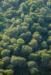 Aerial View of Green Oak Foliage